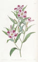 Godetia elegantti - Sydenham Edwards — näkymä teoksesta