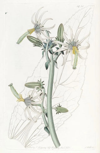 Sydenham Edwards - Smooth Michauxia.webp