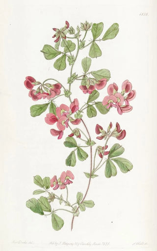 Sydenham Edwards - Smoothleaved Kennedya.webp