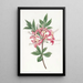 Azalea loistava - Sydenham Edwards — kehystetty taideteos seinällä