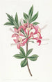 Azalea loistava - Sydenham Edwards — näkymä teoksesta