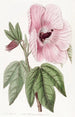 Hibiskus loistava - Sydenham Edwards — näkymä teoksesta