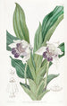 Zygopetalum lusikkahuulinen - Sydenham Edwards — näkymä teoksesta