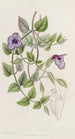 Torenia violetti ilman täpliä - Sydenham Edwards — näkymä teoksesta