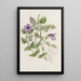 Torenia violetti ilman täpliä - Sydenham Edwards — kehystetty taideteos seinällä