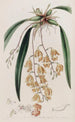 Burlingtonia täpläinen - Sydenham Edwards — näkymä teoksesta