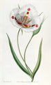 Calochortus täpläinen - Sydenham Edwards — näkymä teoksesta