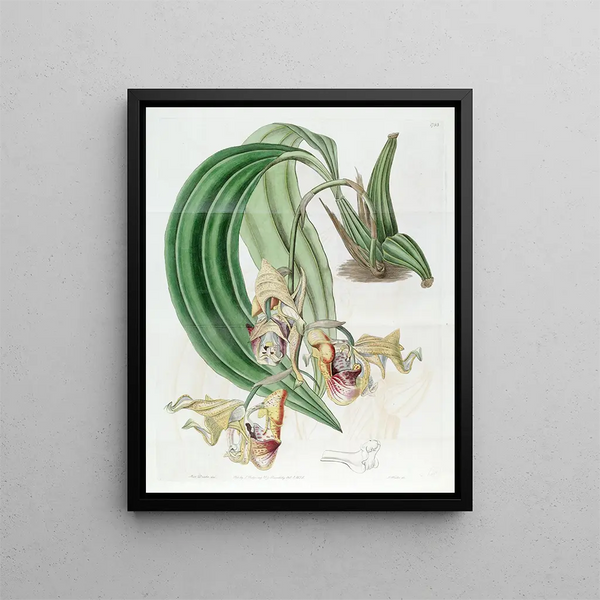 Sydenham Edwards - Spotted Coryanthes.webp