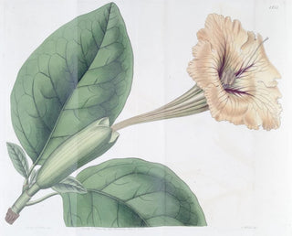 Sydenham Edwards - Spottedflowered Solandra.webp