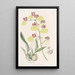 Oncidium täpläinen - Sydenham Edwards — kehystetty taideteos seinällä