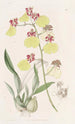 Oncidium täpläinen - Sydenham Edwards — näkymä teoksesta