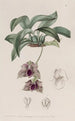 Maxillaria Stapelia-kaltainen - Sydenham Edwards — näkymä teoksesta