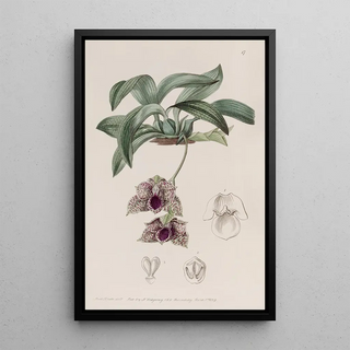 Sydenham Edwards - Stapelialike Maxillaria.webp