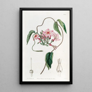 Sydenham Edwards - Starflowered Echites.webp