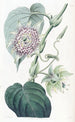 Passiflora nauhalehtinen - Sydenham Edwards — näkymä teoksesta