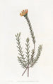 Pultenaea umbellata - Sydenham Edwards — näkymä teoksesta