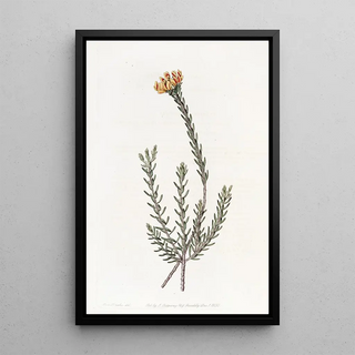 Sydenham Edwards - Subumbellate Pultenaea.webp