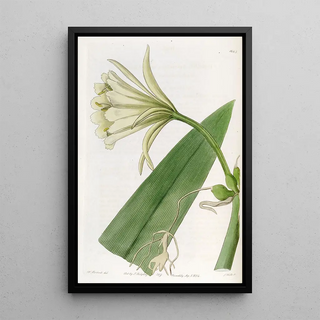 Sydenham Edwards - Sulphurcoloured Ismene.webp