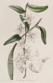 Dendrobium pehmeällä varrella - Sydenham Edwards — näkymä teoksesta