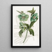 Helleborus pehmeä - Sydenham Edwards — kehystetty taideteos seinällä