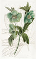 Helleborus pehmeä - Sydenham Edwards — näkymä teoksesta