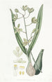 Epidendrum doux - Sydenham Edwards — näkymä teoksesta