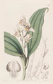 Orchis à cheveux doux - Sydenham Edwards — näkymä teoksesta