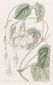 Mandevilla douce - Sydenham Edwards — näkymä teoksesta