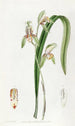 Cymbidium à feuilles d'épée - Sydenham Edwards — näkymä teoksesta