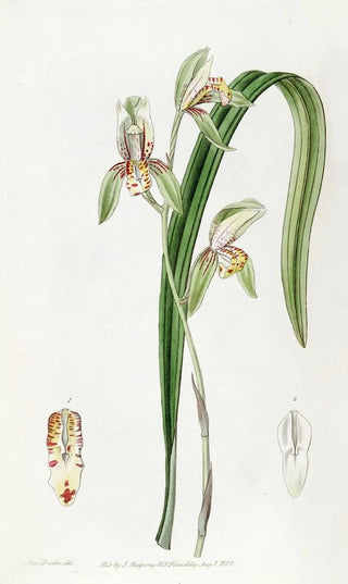 Sydenham Edwards - Swordleaved Cymbidium.webp