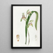 Cymbidium à feuilles d'épée - Sydenham Edwards — kehystetty taideteos seinällä