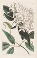 Jasmin à feuilles de tilleul - Sydenham Edwards — näkymä teoksesta