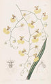 Oncidium à feuilles de tilleul - Sydenham Edwards — näkymä teoksesta