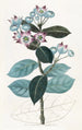 Calotropis haut - Sydenham Edwards — näkymä teoksesta
