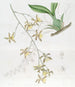 Suurin Oncidium-maalaus - Sydenham Edwards — näkymä teoksesta