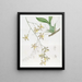 Suurin Oncidium-maalaus - Sydenham Edwards — kehystetty taideteos seinällä
