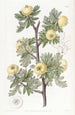 Aubépine à feuilles de tanaisie - Sydenham Edwards — näkymä teoksesta