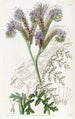 Phacelia à feuilles de tanaisie - Sydenham Edwards — näkymä teoksesta