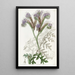 Phacelia à feuilles de tanaisie - Sydenham Edwards — kehystetty taideteos seinällä