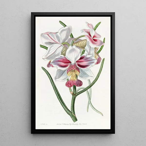 Sydenham Edwards - Taperleaved Vanda.webp