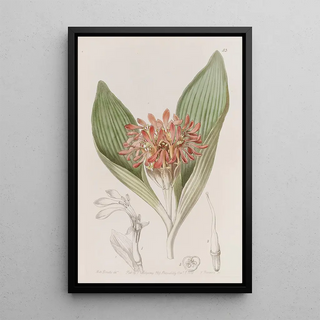 Sydenham Edwards - Tawny Daubenya.webp