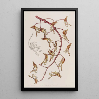 Sydenham Edwards - Tawnyflowered Gongora.webp