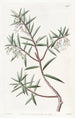 Australian karpalo - Sydenham Edwards — näkymä teoksesta