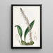 Bolbophyllum coco - Sydenham Edwards — kehystetty taideteos seinällä