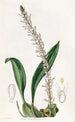 Bolbophyllum coco - Sydenham Edwards — näkymä teoksesta