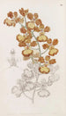 Oncidium korvat leikattu - Sydenham Edwards — näkymä teoksesta