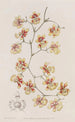 Oncidium tyyny - Sydenham Edwards — näkymä teoksesta