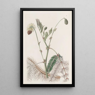 Sydenham Edwards - The Doubleyellow Watersensitive.webp