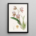 Bedfordin herttuan Oncidium - Sydenham Edwards — kehystetty taideteos seinällä