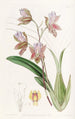 Bedfordin herttuan Oncidium - Sydenham Edwards — näkymä teoksesta